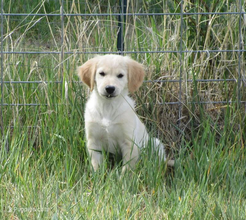 AKC BLUE BOY-12 weeks – Golden Retriever puppy for sale in Klamath Falls, OR