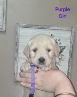 Purple AKC, a female Golden Retriever for sale in Klamath Falls, OR – 3 of 6