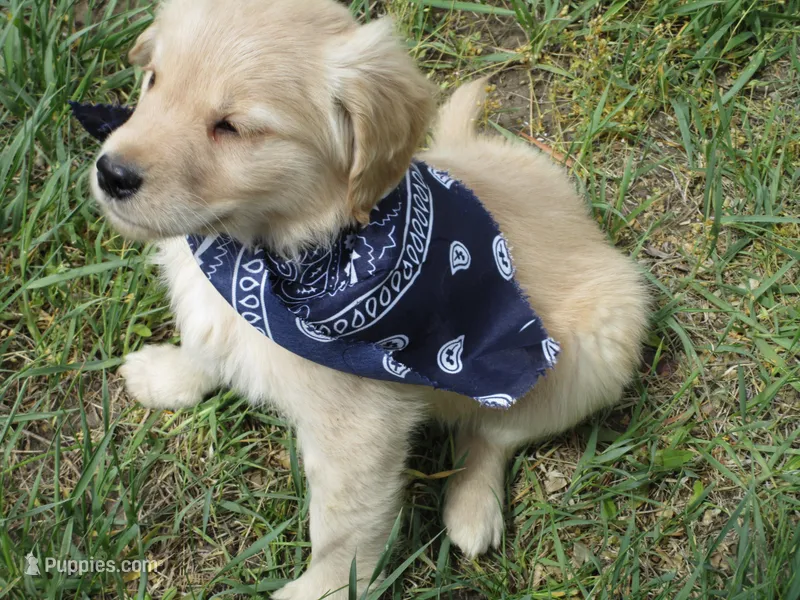 AKC NAVY GIRL – Golden Retriever puppy for sale in Klamath Falls, OR