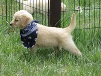 AKC NAVY GIRL, a female Golden Retriever for sale in Klamath Falls, OR – Photo 3 of 7