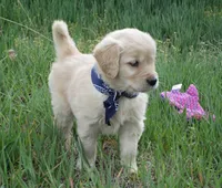 AKC NAVY GIRL, a female Golden Retriever for sale in Klamath Falls, OR – Photo 5 of 7