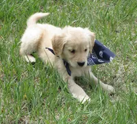 AKC NAVY GIRL, a female Golden Retriever for sale in Klamath Falls, OR – Photo 2 of 7