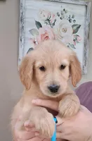 AKC Blue Girl, a female Golden Retriever for sale in Klamath Falls, OR – 2 of 3