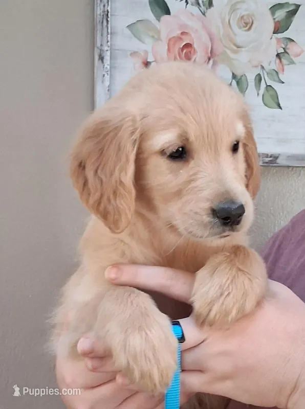 AKC Blue Girl, a female Golden Retriever for sale in Klamath Falls, OR – 1 of 3