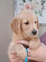 AKC Blue Girl, a female Golden Retriever for sale in Klamath Falls, OR – 1 of 3