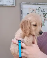 AKC Blue Girl, a female Golden Retriever for sale in Klamath Falls, OR – 3 of 3