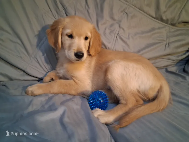 AKC Blue Girl – Golden Retriever puppy for sale in Klamath Falls, OR