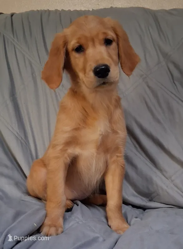 AKC Miss Neon – Golden Retriever puppy for sale in Klamath Falls, OR