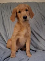 AKC Miss Neon, a female Golden Retriever for sale in Klamath Falls, OR – 1 of 10