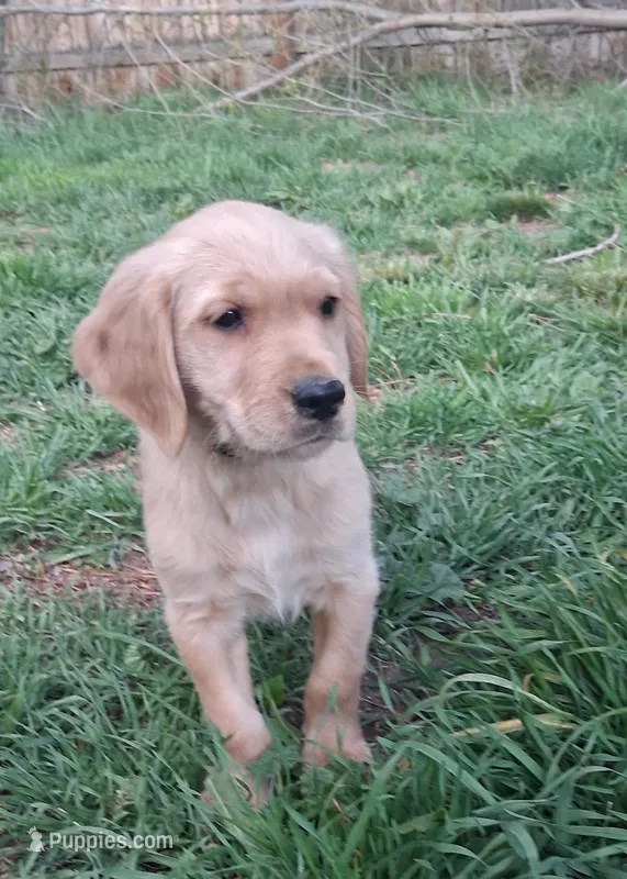 AKC Orange Boy – Golden Retriever puppy for sale in Klamath Falls, OR