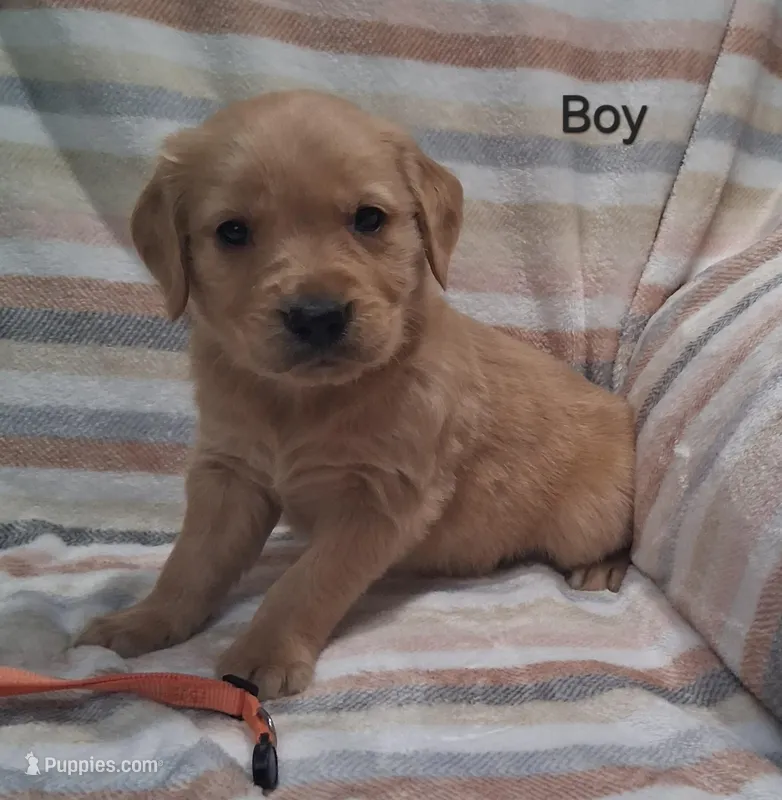 AKC Orange Boy – Golden Retriever puppy for sale in Klamath Falls, OR
