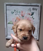 AKC Orange Boy, a male Golden Retriever for sale in Klamath Falls, OR – Photo 2 of 5