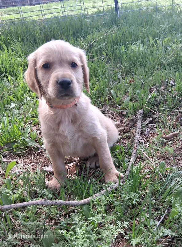 AKC Orange Boy – Golden Retriever puppy for sale in Klamath Falls, OR
