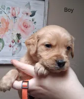 AKC Orange Boy, a male Golden Retriever for sale in Klamath Falls, OR – Photo 3 of 5