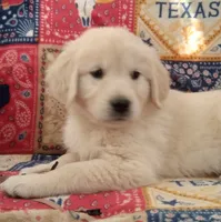 AKC BIRCH, a male Golden Retriever for sale in Klamath Falls, OR – 3 of 3