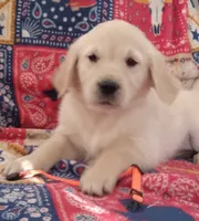 AKC PUMPKIN, a female Golden Retriever for sale in Klamath Falls, OR – 3 of 3