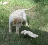 AKC BLUE BOY-12 weeks, a male Golden Retriever for sale in Klamath Falls, OR – 3 of 9