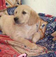 AKC HYACINTH, a female Golden Retriever for sale in Klamath Falls, OR – 2 of 3