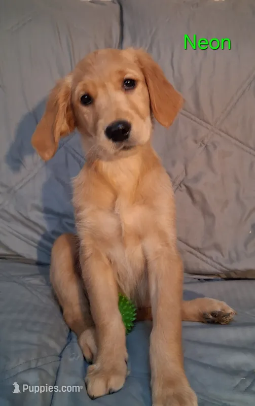 Sammie AKC – Golden Retriever puppy for sale in Klamath Falls, OR