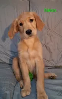 Sammie AKC, a female Golden Retriever for sale in Klamath Falls, OR – 1 of 1