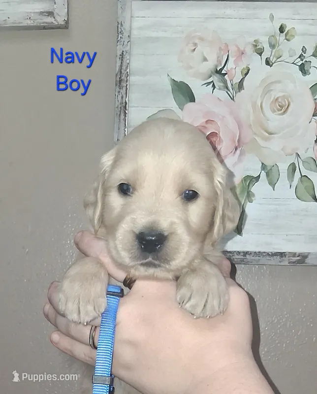 AKC Blue – Golden Retriever puppy for sale in Klamath Falls, OR