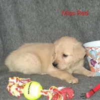AKC Red, a female Golden Retriever for sale in Klamath Falls, OR – 2 of 8