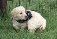 AKC BLACK BOY, a male Golden Retriever for sale in Klamath Falls, OR – Photo 6 of 8