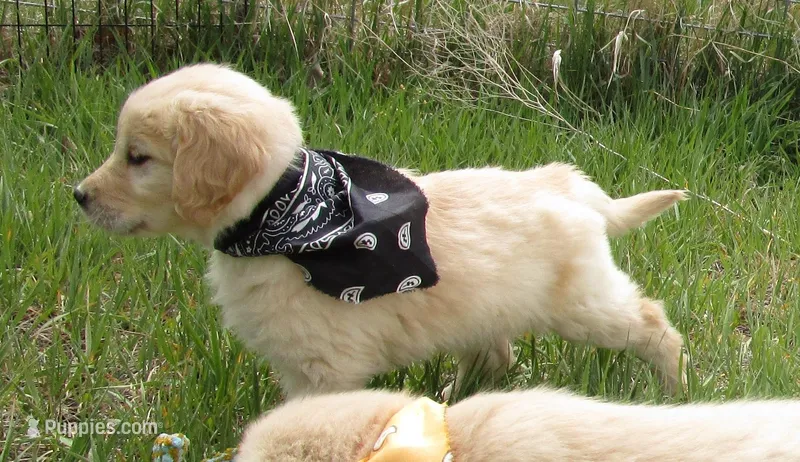 AKC BLACK BOY – Golden Retriever puppy for sale in Klamath Falls, OR