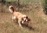 AKC BLACK BOY, a male Golden Retriever for sale in Klamath Falls, OR – Photo 7 of 8