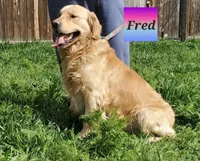 AKC BLACK BOY, a male Golden Retriever for sale in Klamath Falls, OR – Photo 8 of 8