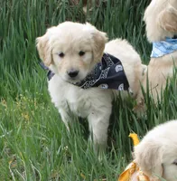 AKC BLACK BOY, a male Golden Retriever for sale in Klamath Falls, OR – Photo 4 of 8
