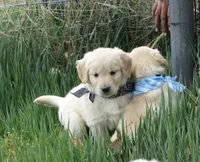 AKC BLACK BOY, a male Golden Retriever for sale in Klamath Falls, OR – Photo 5 of 8