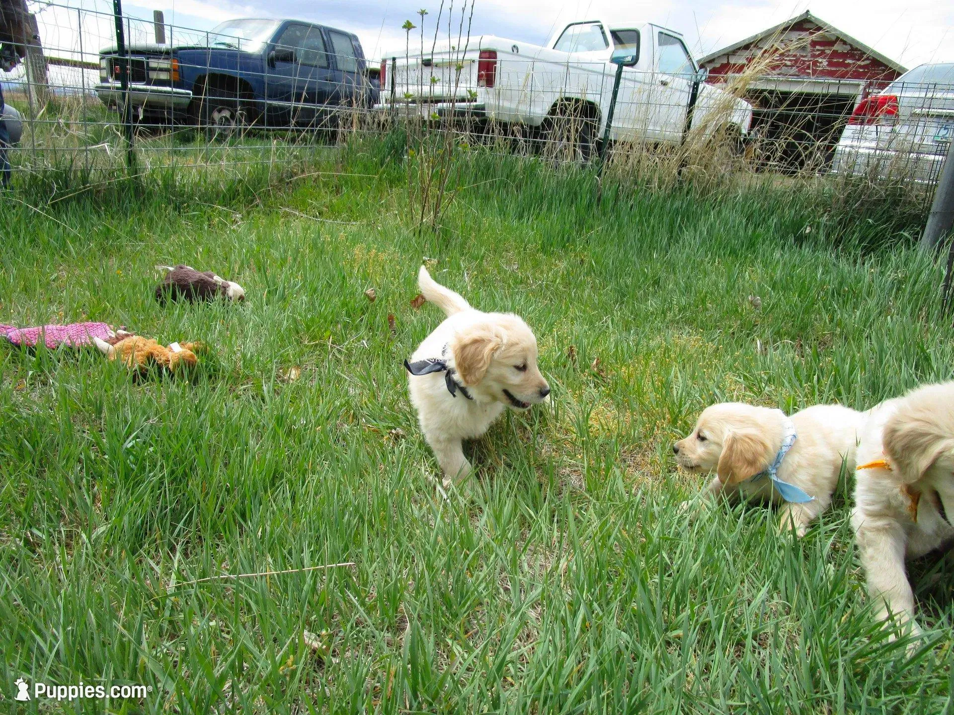 AKC BLACK BOY, a male Golden Retriever for sale in Klamath Falls, OR – Photo 3 of 8