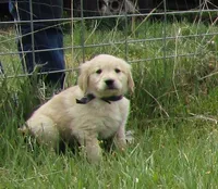 AKC BLACK BOY, a male Golden Retriever for sale in Klamath Falls, OR – Photo 2 of 8