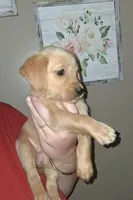 Little Bit AKC, a female Golden Retriever for sale in Klamath Falls, OR – Photo 2 of 5