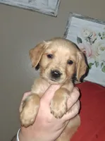 Little Bit AKC, a female Golden Retriever for sale in Klamath Falls, OR – Photo 1 of 5