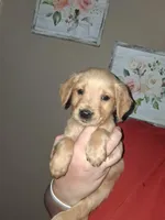 Little Bit AKC, a female Golden Retriever for sale in Klamath Falls, OR – Photo 3 of 5