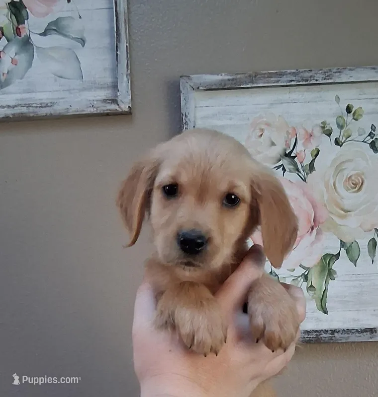 Little Bit AKC – Golden Retriever puppy for sale in Klamath Falls, OR