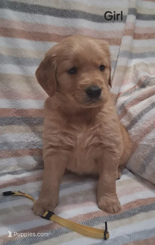 AKC Yellow Girl – Golden Retriever puppy for sale in Klamath Falls, OR