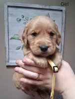 AKC Yellow Girl, a female Golden Retriever for sale in Klamath Falls, OR – Photo 2 of 5