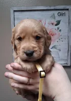 AKC Yellow Girl, a female Golden Retriever for sale in Klamath Falls, OR – Photo 3 of 5