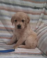 AKC Blue Boy, a male Golden Retriever for sale in Klamath Falls, OR – Photo 3 of 7