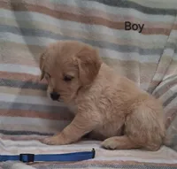 AKC Blue Boy, a male Golden Retriever for sale in Klamath Falls, OR – Photo 4 of 7