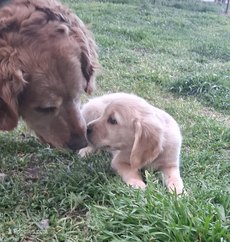 AKC Blue Boy – Golden Retriever puppy for sale in Klamath Falls, OR