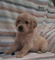 AKC Blue Boy, a male Golden Retriever for sale in Klamath Falls, OR – Photo 2 of 7