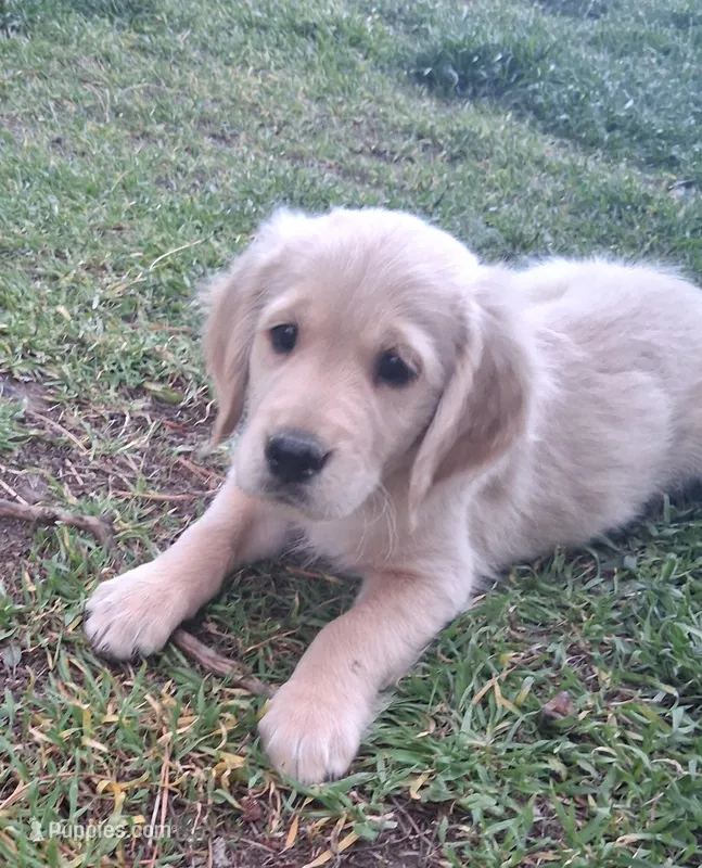 AKC Blue Boy – Golden Retriever puppy for sale in Klamath Falls, OR