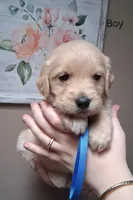 AKC Blue Boy, a male Golden Retriever for sale in Klamath Falls, OR – Photo 5 of 7