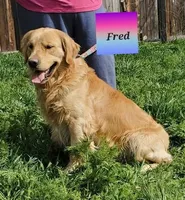 AKC Blue, a male Golden Retriever for sale in Klamath Falls, OR – Photo 4 of 5