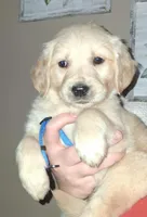 AKC Blue, a male Golden Retriever for sale in Klamath Falls, OR – Photo 2 of 5