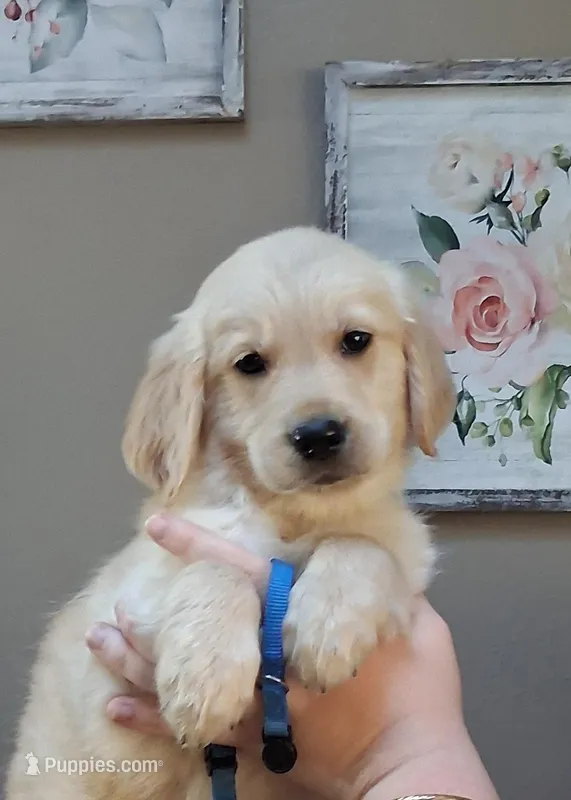 AKC Blue – Golden Retriever puppy for sale in Klamath Falls, OR